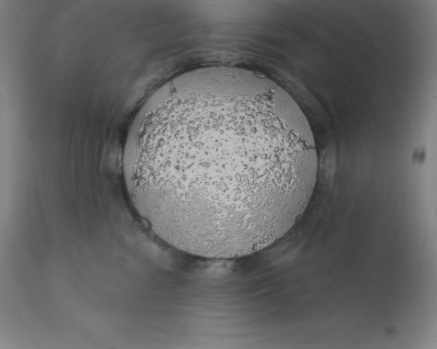 X0000110700474200907022002
