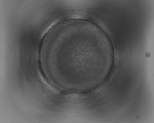 X0000110700482200907022001