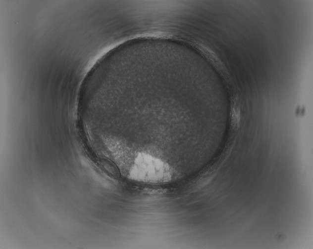 X0000110700484200907022001