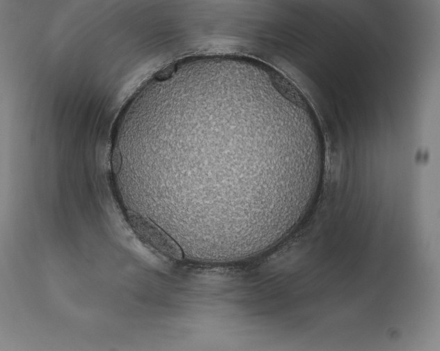 X0000110700485200907022001