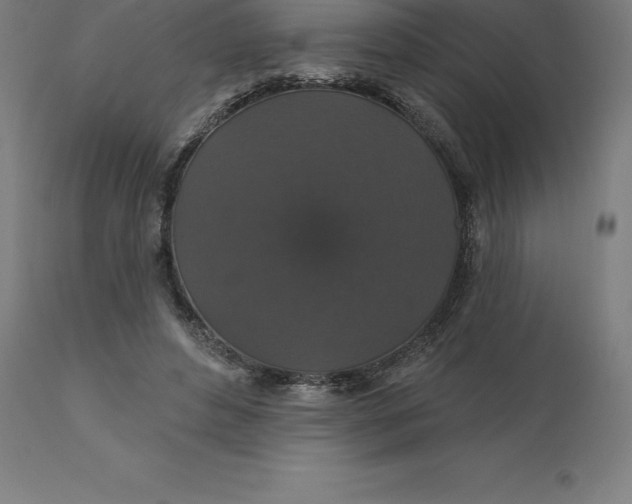 X0000110700496200907022001