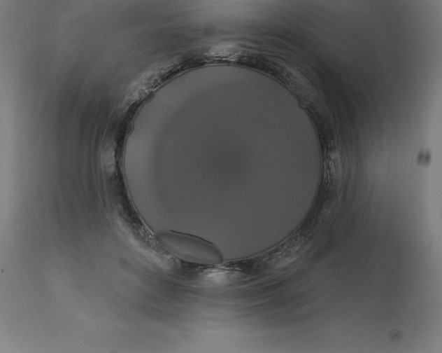 X0000110700504200907022000