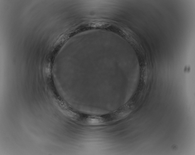 X0000110700510200907022000