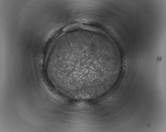 X0000110700544200907022000