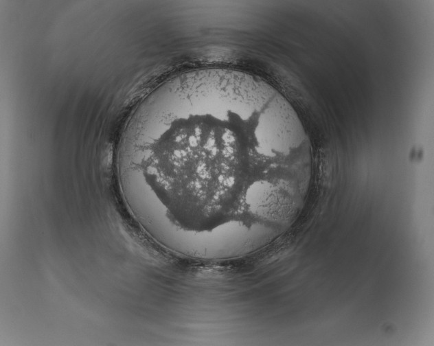 X0000110700550200907022000
