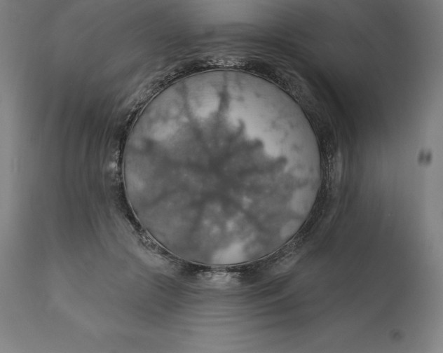 X0000110700553200907022000