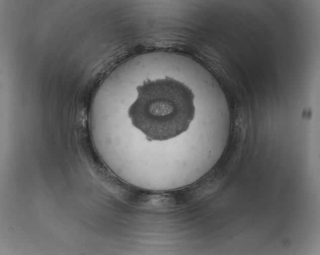 X0000110700555200907022000