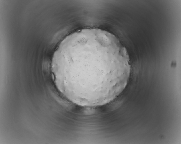 X0000110700623200907021959