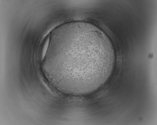 X0000110700626200907021958