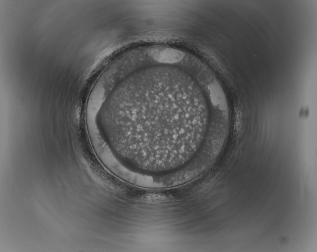 X0000110700636200907021958