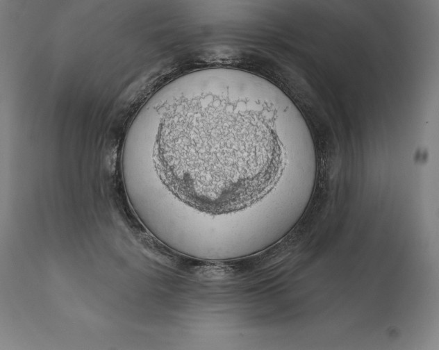 X0000110700652200907021958