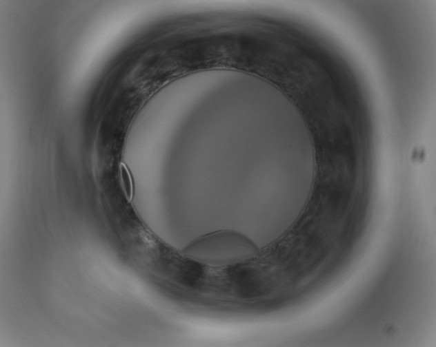 X0000110700766200907021957