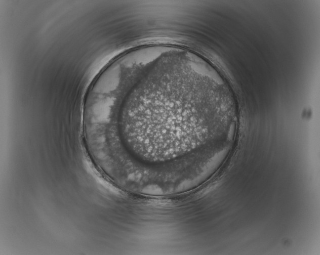 X0000110700844200907021955