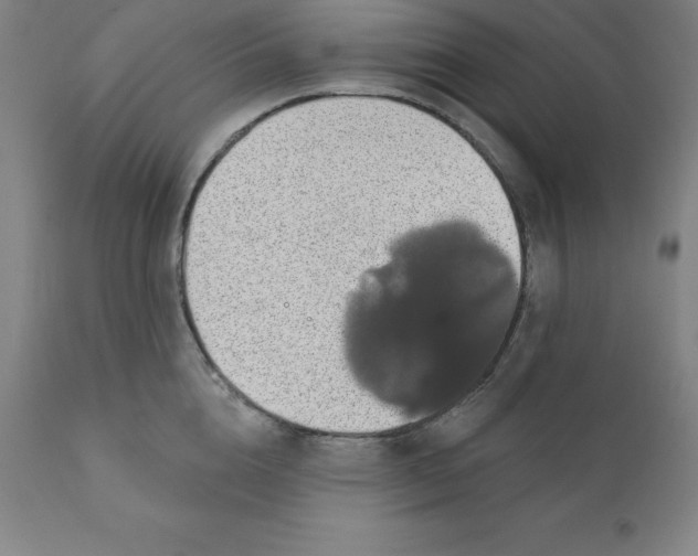 X0000110700856200907021956