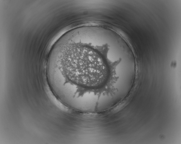 X0000110700859200907021956