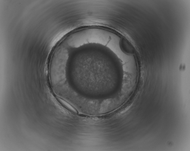 X0000110700885200907021955