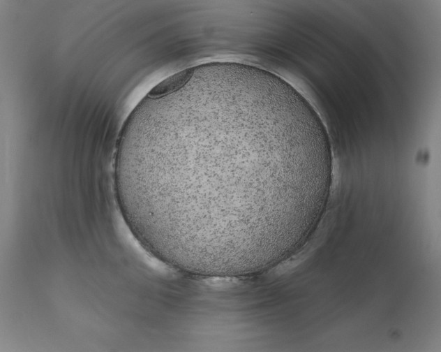 X0000110700906200907021954