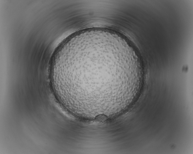 X0000110701026200907021952