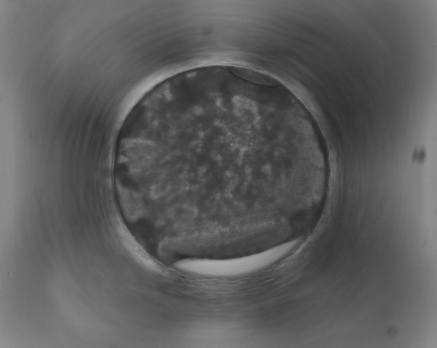 X0000110701246200907021950