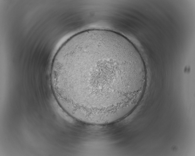 X0000110701248200907021950