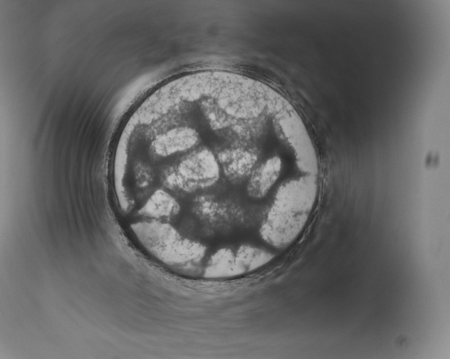 X0000110700006200907101231