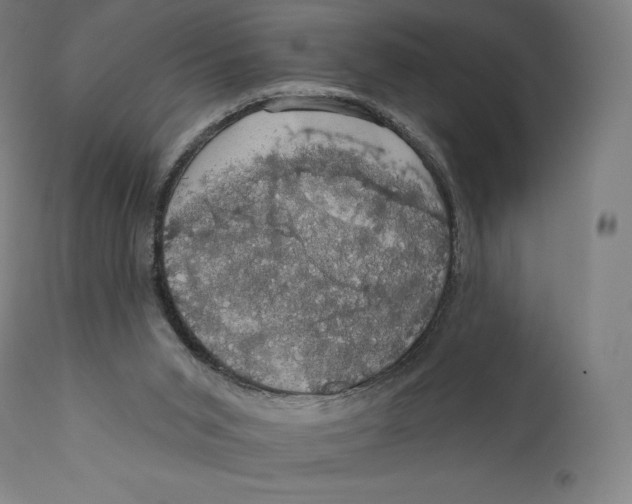 X0000110700015200907101231