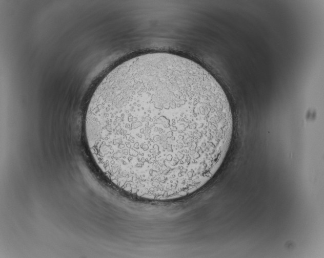 X0000110700016200907101231