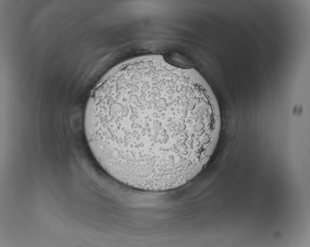 X0000110700036200907101231