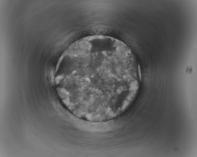 X0000110700042200907101231