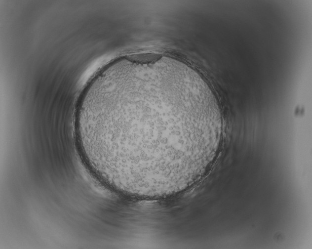 X0000110700054200907101230