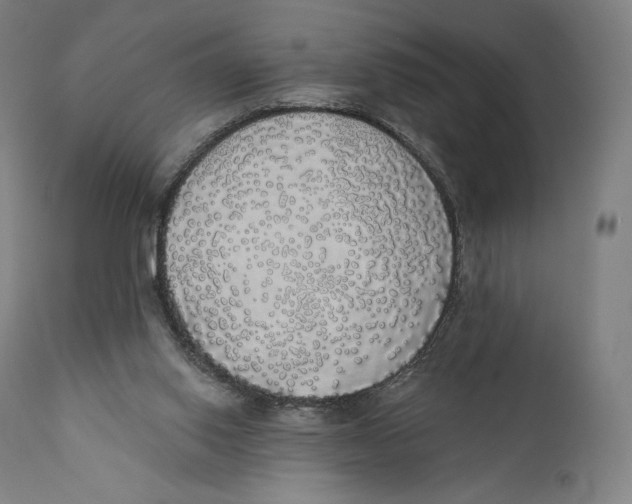 X0000110700062200907101230