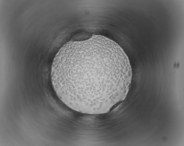X0000110700086200907101231