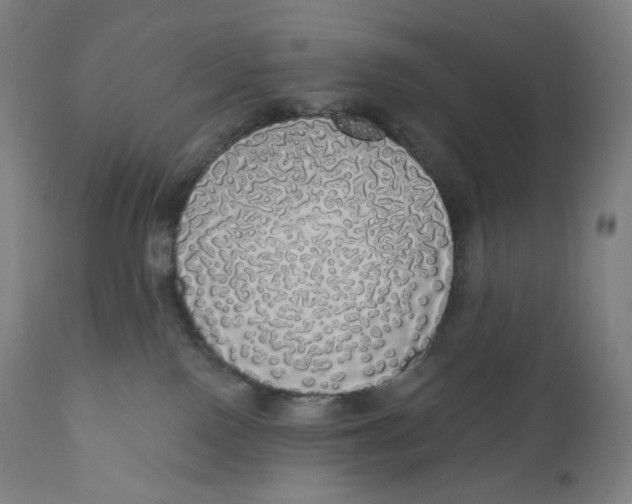 X0000110700090200907101231