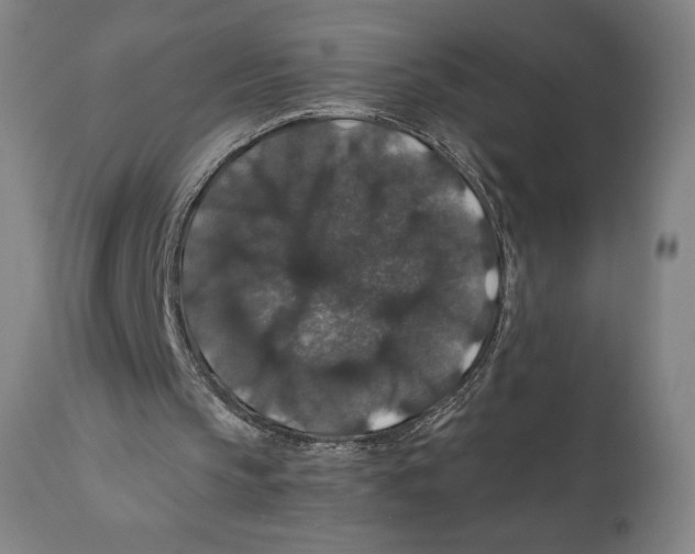 X0000110700145200907101229