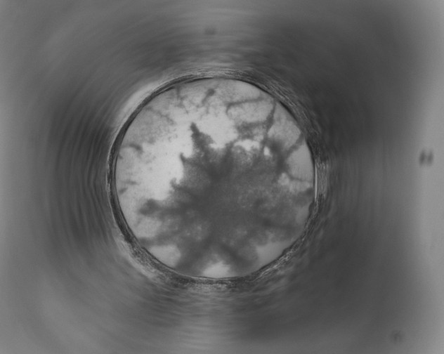 X0000110700147200907101229