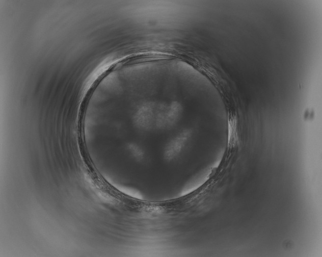 X0000110700195200907101229