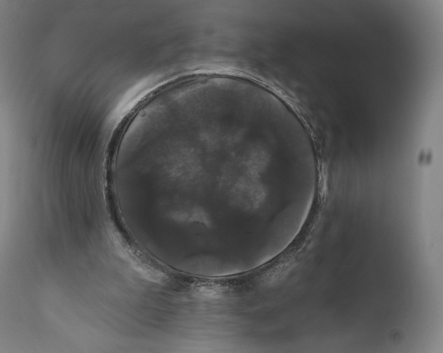 X0000110700199200907101229