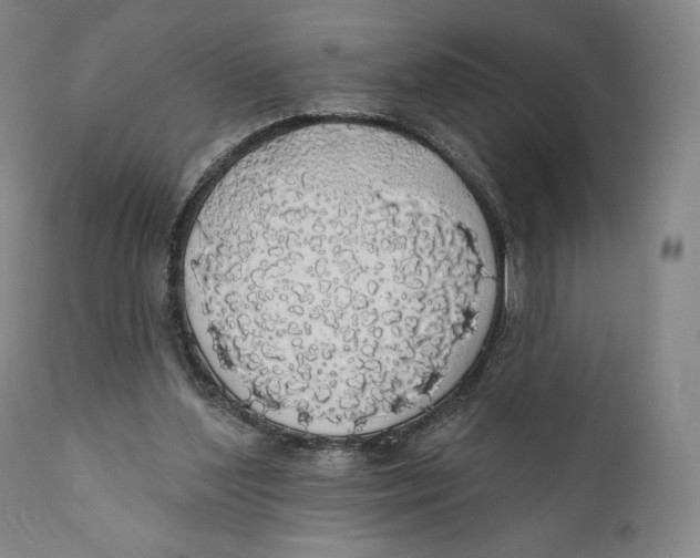 X0000110700204200907101229