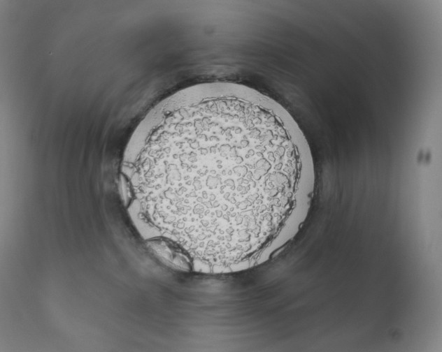 X0000110700236200907101228