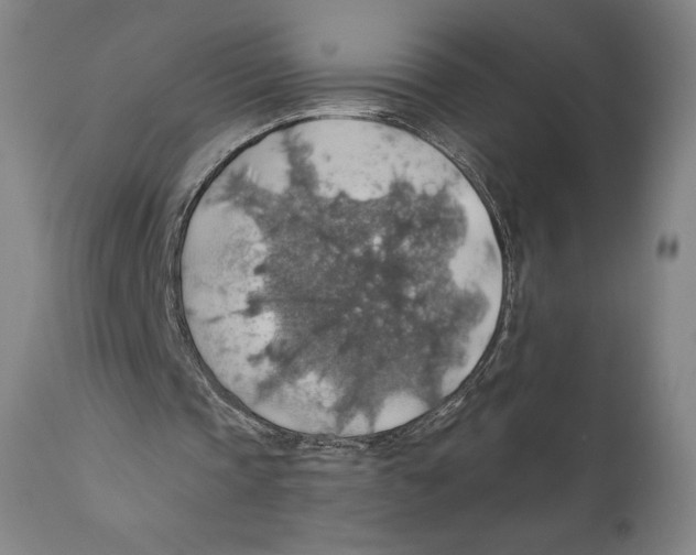 X0000110700337200907101226