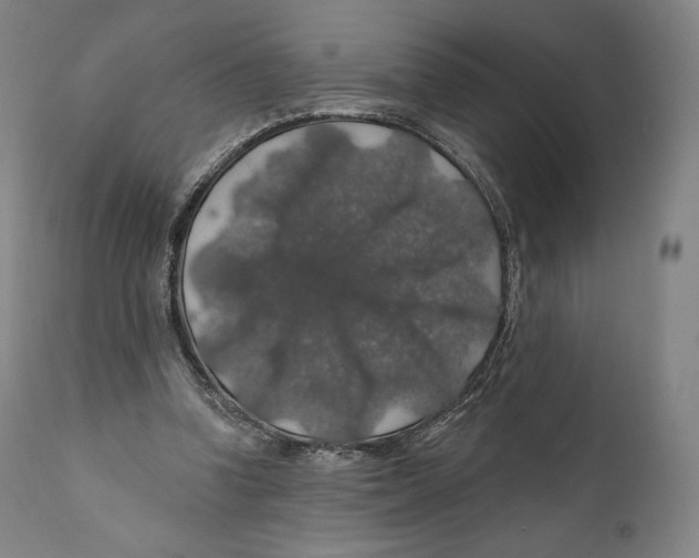 X0000110700346200907101226