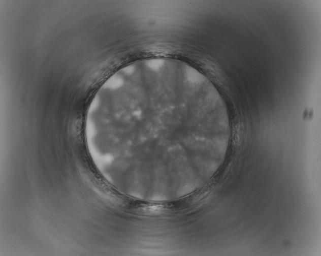 X0000110700365200907101226