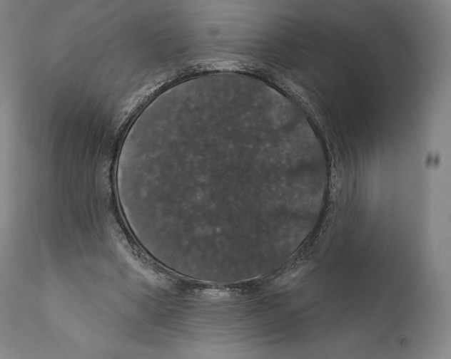 X0000110700394200907101226