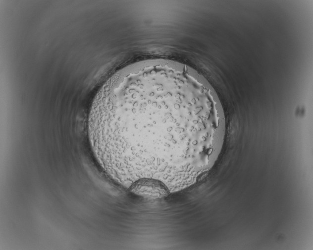X0000110700424200907101225