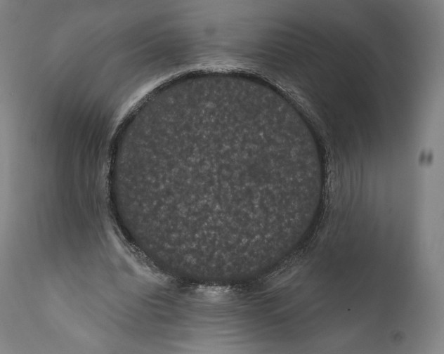 X0000110700440200907101224