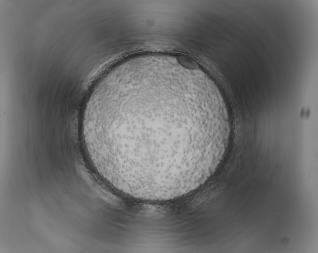 X0000110700442200907101225