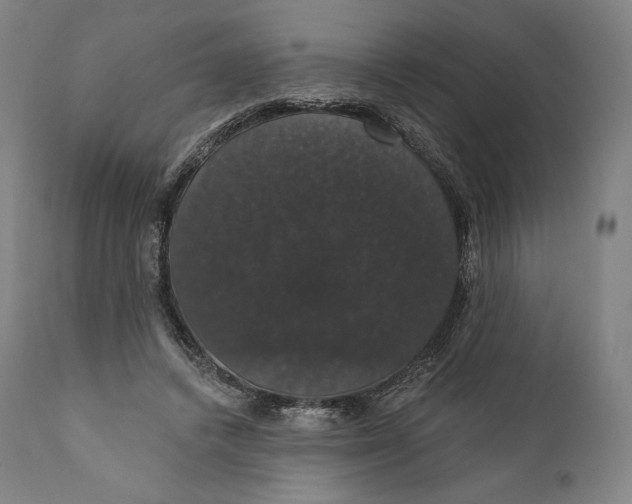 X0000110700448200907101225