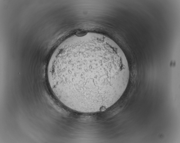 X0000110700454200907101225