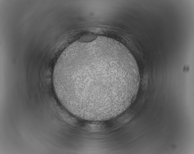 X0000110700466200907101225