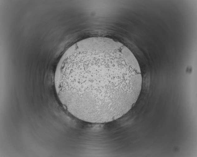 X0000110700474200907101225